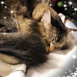 Meet your Posher, Ella